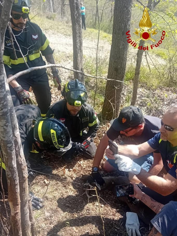 Le operazioni di soccorso al capriolo impigliato