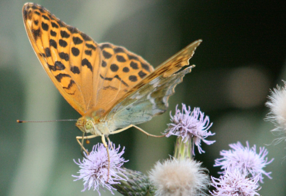 Licena della palude